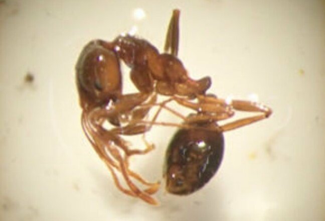 特定外来生物「ヒアリ」防除実施で1000匹から15匹まで減少…範囲の拡大なし　確認から2週間　根絶めざし防除続く　富山|TBS NEWS DIG