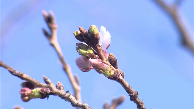 【速報】佐賀　サクラ開花　平年より3日早い|TBS NEWS DIG