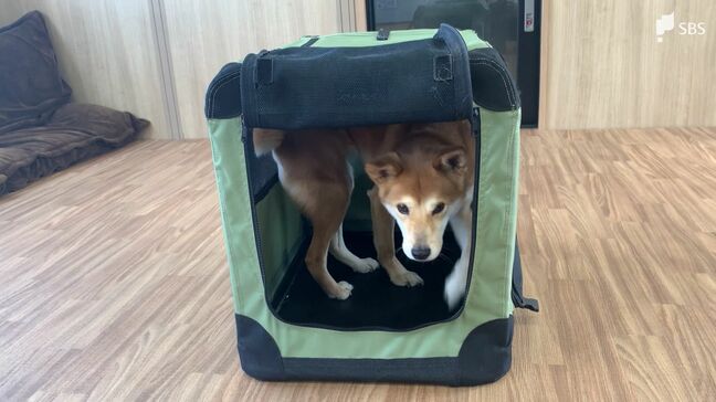 「守れるのは飼い主だけ」ペットの災害対策に必要な備えは? ストレス軽減目指す『ハウストレーニング』の重要性【わたしの防災】|TBS NEWS DIG