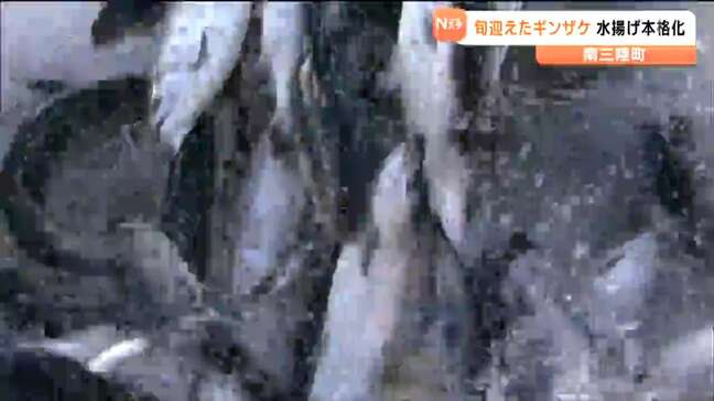 「期待通り、味わって」養殖ギンザケの水揚げ本格化 宮城・南三陸町|TBS NEWS DIG