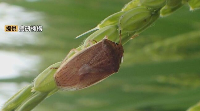 カメムシ異常発生 “平年の2.5倍”…富山県内全域で多発 「さらに増殖するおそれがある」病害虫発生注意報(第3号)|TBS NEWS DIG
