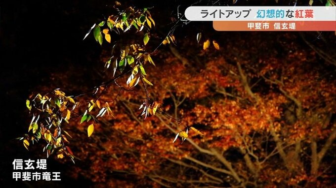 信玄堤の紅葉が見頃　ライトアップされて幻想的な雰囲気に　|　山梨のニュース | ＵＴＹテレビ山梨