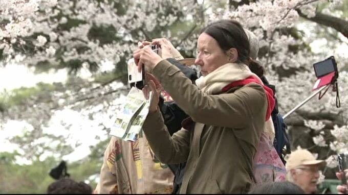 天気は悪かったもののサクラの見ごろが続いた兼六園 観桜期の入園者は前年より8.5%減も過去3番目の多さ　|　石川県のニュース｜MRO北陸放送