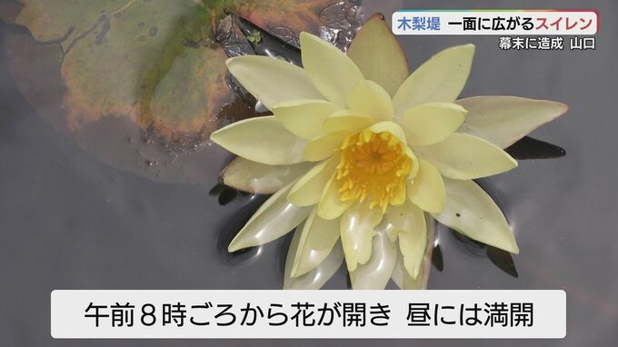 70年前に株分けされたスイレンが池一面に咲き誇る　山口|TBS NEWS DIG