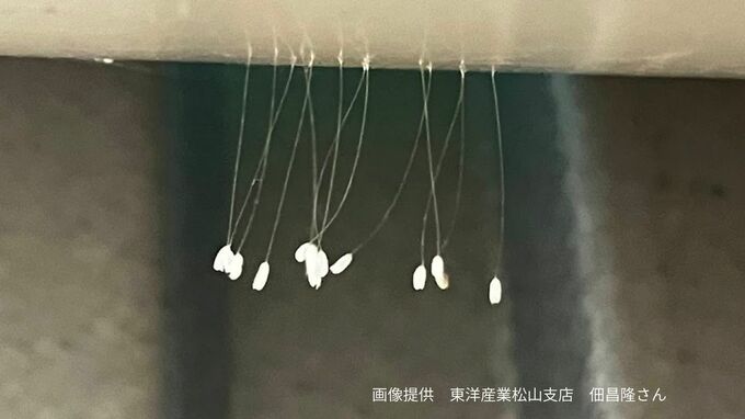 【3000年に1度咲くという伝説の花？】細い糸の先にぶらさがる小さな白い粒「うどんげの花」とも呼ばれる "クサカゲロウ" の卵【吉兆のしるし】|TBS NEWS DIG