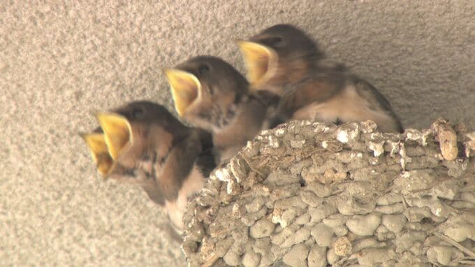 梅雨を前に早くも傘？…実はツバメの子育てを守る傘　山口・湯田温泉のタクシー会社|TBS NEWS DIG