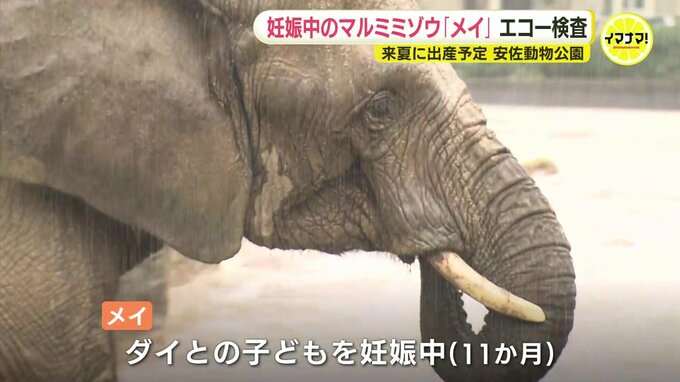 赤ちゃんの大きさは「バスケットボールより少し大きいくらい…」　マルミミゾウのメイ　元気に妊娠中！　動物園がエコー検査を公開　出産･子育てを支えるクラウドファンディングもスタート　広島　|　RCC NEWS | 広島ニュース | RCC中国放送