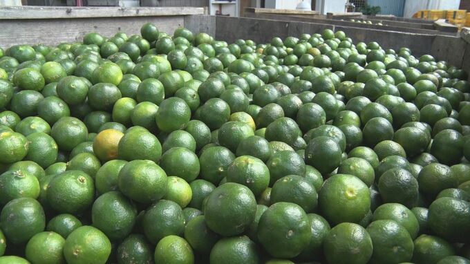 加工用シークヮーサー収穫 やんばるの出荷場に季節の香り|TBS NEWS DIG