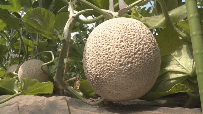 網目が美しい｢飛騨メロン｣ 収穫はじまる おいしさ保つため１本のツルに１玉だけ… 例年より大きくコクのある甘い仕上がりに 岐阜･高山市|TBS NEWS DIG