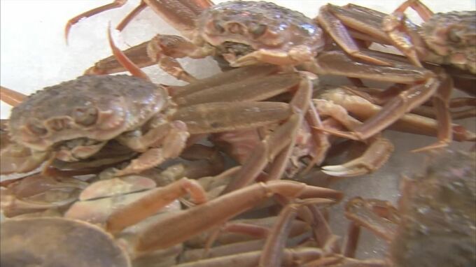 松葉がにの水揚げ　昨シーズンに比べ若干減少　平均単価も約１割低下　鳥取県　|　BSSニュース | BSS山陰放送