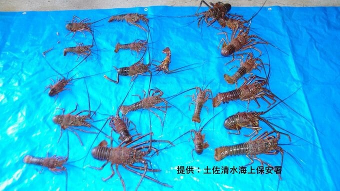 「自分の地域ではとれないので…」イセエビ21匹（約7.9キロ）を密漁、67歳男性を摘発（高知）　|　高知のニュース・天気｜KUTV NEWS | KUTVテレビ高知