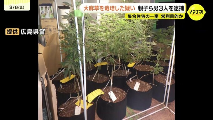 集合住宅で大麻草36鉢を栽培か　親子ら３人を逮捕　営利目的で栽培したとみて捜査　広島|TBS NEWS DIG
