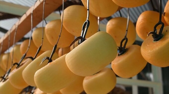 今年は豊作　特産のあんぽ柿作りが最盛期迎える　山梨県南アルプス市　|　山梨のニュース | ＵＴＹテレビ山梨