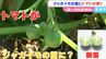 「ジャガイモの苗にトマトの実が？」正体はいったい何？専門家「食べない方がいい、なぜなら...」【岡山】|TBS NEWS DIG