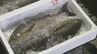 イサキ旬入り宣言　豊後水道で一本釣り…旬の味覚が出荷　「おおいた県産魚の日」制定10周年記念　|　大分のニュース｜OBS NEWS｜大分放送
