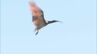 放鳥のトキ 5日間で24件の目撃情報 隣接する町などで確認　|　石川県のニュース｜MRO北陸放送