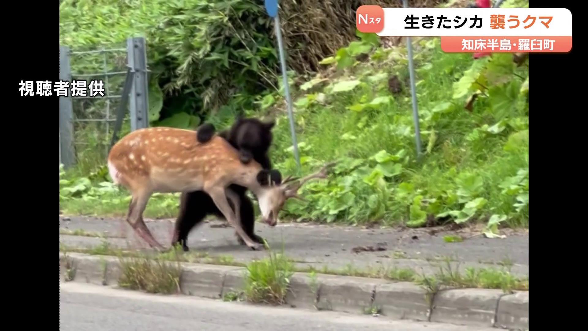 クマさん くま ぬいぐるみ 熊 かわいい キュート販売 CUTE forest angel