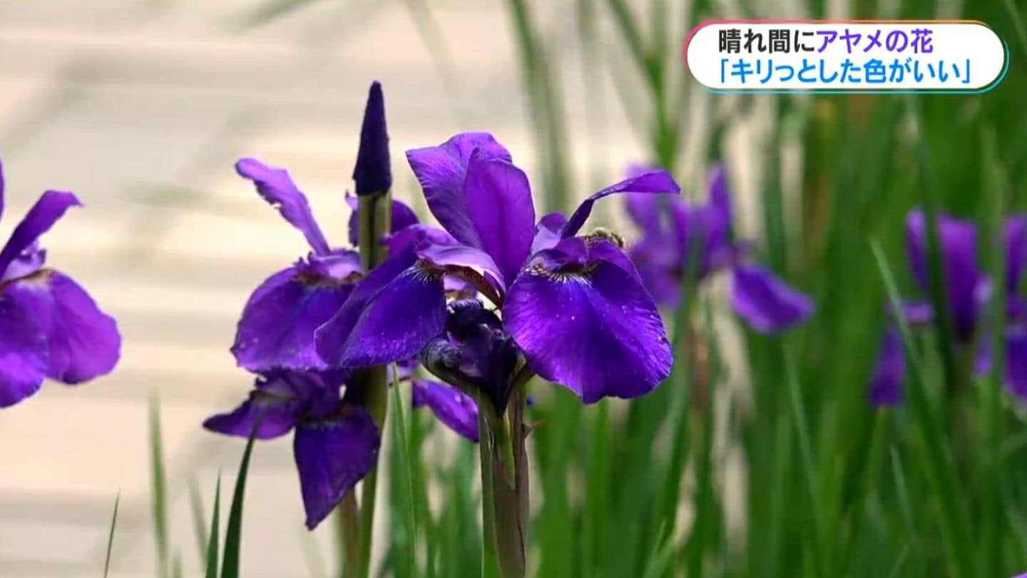 sera　オマトメ①菖蒲ーあやめ　②紫の花　③菊　青地 紫のキリっとした色が良い」アヤメの花が見頃 鹿児島市 | TBS NEWS DIG
