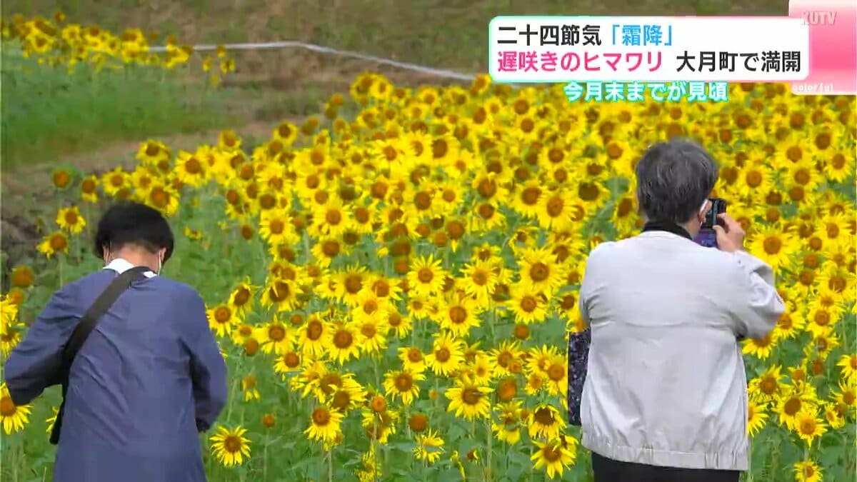 きれいとしか言いようがない」遅咲きのヒマワリ 高知県大月町で満開 10