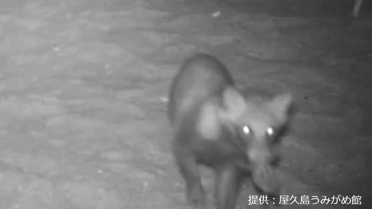 子ガメをくわえるタヌキ…ウミガメ世界有数の産卵地屋久島で外来種