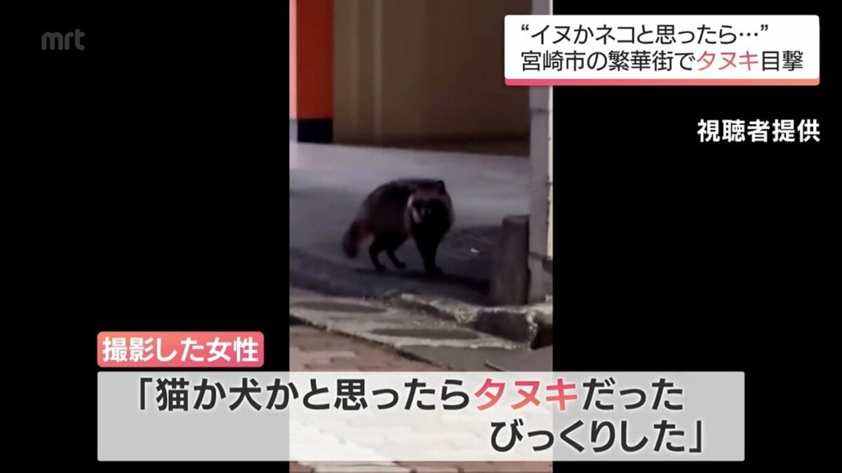 猫か犬かと思ったら」 宮崎市の繁華街でタヌキが目撃される 触らない