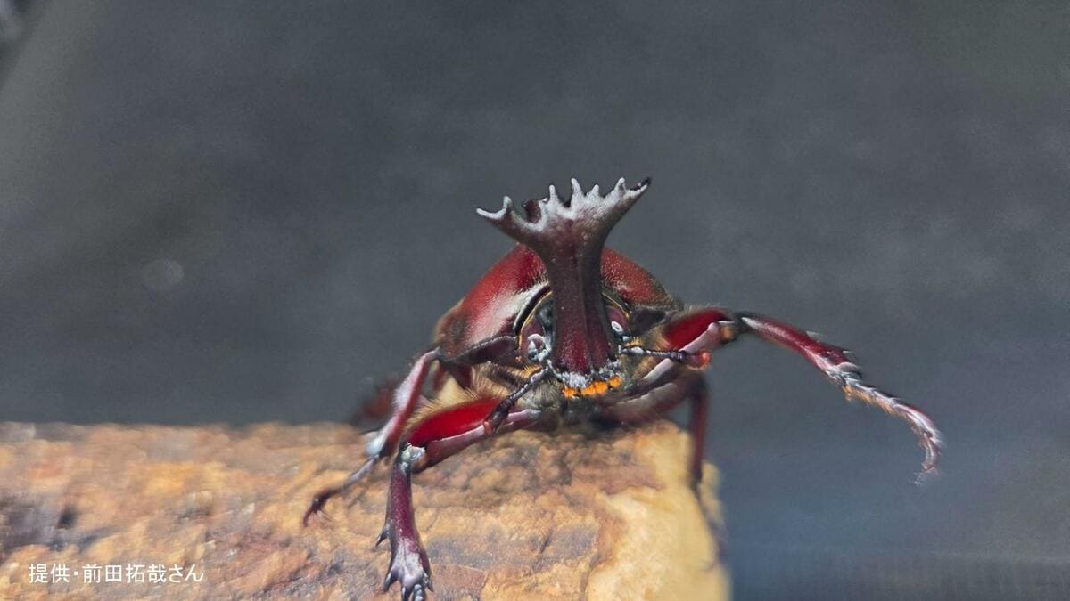 激レアカブトムシ】「ウニ型の角」に触角5本の謎個体 数十万匹に1匹の