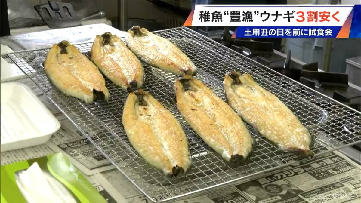 稚魚のシラスウナギ豊漁で｢価格は徐々に下がっていくと思う｣ 7月26日の