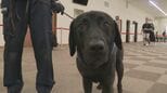 麻薬探知犬「ボルト号」を投入《函館港》クルーズ船の寄港シーズン到来で…不正薬物や金の密輸警戒　《新千歳空港》3月までに入国した外国人の所持品などから11件の不正薬物事犯を摘発|TBS NEWS DIG