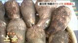 今年は「良い出来」芋煮シーズン迎えサトイモの収穫盛ん 宮城・蔵王町|TBS NEWS DIG