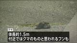 クマのものとみられる「フン」も…仙台市内でクマ目撃通報相次ぐ　街中まで移動か　|　宮城のニュース│tbc NEWS│tbc東北放送