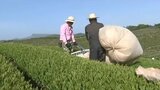 新茶の茶摘み 5月2日の八十八夜を前に 大分・宇佐市 | 大分のニュース|OBS NEWS|大分放送