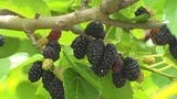 甘酸っぱくて懐かしい味!甲斐市で桑の実摘み観光、3年ぶりに開園|TBS NEWS DIG