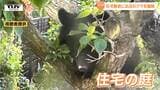 銀行、スーパーなど市内を転々とし...住宅の庭に居座ったクマを駆除　クマから逃げる際に高齢女性がケガする事案も　生活圏へクマの出没相次ぐ（山形）|TBS NEWS DIG