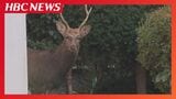 「角のあるシカが徘徊している」住宅街にオスのシカ1頭出没　一時住宅の庭に居座る　札幌市東区|TBS NEWS DIG