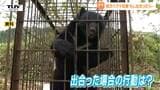 「熊が興奮しテンパったら見境なく襲う」専門家が指摘するクマの習性と、もしもの時の対処法は 市街地に出没する理由は「アクティブなクマの増加」「人の近くはおいしい」 | 山形のニュース│TUYテレビユー山形