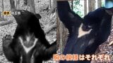 クマの個体数把握へ 全国統一のカメラ調査始まる　“胸の模様”で個体識別 800台以上を全国各地に設置方針|TBS NEWS DIG