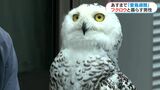 「ハリーポッターのヘドウィグ」シロフクロウと暮らす男性「笑っているような寝顔がかわいい」鹿児島 | 鹿児島のニュース|MBC NEWS|南日本放送