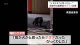 「猫か犬かと思ったら」 宮崎市の繁華街でタヌキが目撃される 触らないように注意を|TBS NEWS DIG