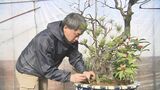 新年の皇居を彩る 伝統の寄植盆栽 「春飾り」の準備始まる 縁起物の紅白の梅や万両などをあしらい、大きな物は2m以上|TBS NEWS DIG