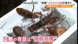 「ふざけんな」「ようやく漁ができるようになったのに…」漁師も怒り　水揚げされた伊勢エビの盗難相次ぐ 土石流被害から復活の港で=静岡・熱海市　|　静岡のニュース | SBSNEWS | 静岡放送