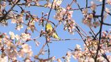 “小さな春” 冬に花を咲かせる「ヒマラヤザクラ」が見ごろに 倉敷美観地区のそばにある公園で【岡山】|TBS NEWS DIG