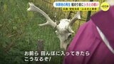 稲刈りを前に鹿との戦い　電気柵も飛び越えて侵入　休耕地の再生に取り組む「ふるさと楽舎」　広島･安佐北区　|　RCC NEWS | 広島ニュース | RCC中国放送