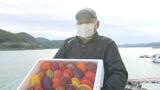 「今年は大きな貝に」 色鮮やか 贈答用ヒオウギ貝出荷始まる | 愛媛のニュース - Nスタえひめ|あいテレビは6チャンネル