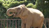 開園時からの人気者ゾウの「ダンボ」57歳に日本平動物園で誕生会=静岡 | 静岡のニュース | SBSNEWS | 静岡放送