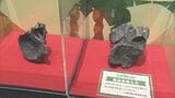 地元で発見 “トバリュウ”実物化石を展示 「ジュラシックアクアリウム展」 鳥羽水族館で9月27日まで開催|TBS NEWS DIG