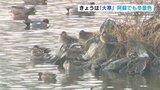 阿蘇の冬越し あったかいカモ? 1月20日は「大寒」日中の予想最高気温は平年より高く寒さやわらぐ 熊本 | 熊本のニュース|RKK NEWS|RKK熊本放送