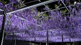 色鮮やかな花が見頃 全長150mの藤棚ライトアップ 4月25日から=はままつフラワーパーク | 静岡のニュース | SBSNEWS | 静岡放送