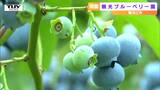 「手が止まらない」観光ブルーベリー園オープン！今年は一層色が濃くて大つぶ！！（山形・寒河江）　|　山形のニュース│TUYテレビユー山形