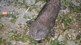 「巨大オオサンショウウオ」海岸で死がい見つかる 堰堤を登れず力尽きたか|TBS NEWS DIG