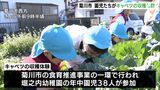 「甘い」「おいしい」食育を体験通して学ぶ　園児がキャベツの収穫に挑戦＝静岡・菊川市|TBS NEWS DIG